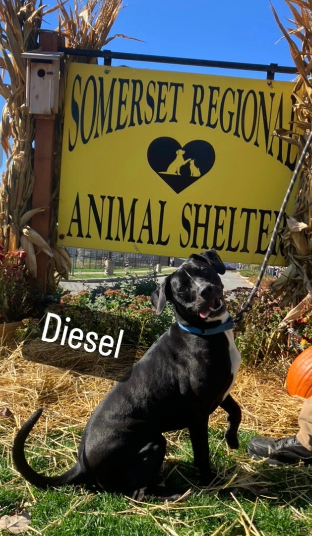 Diesel 1
