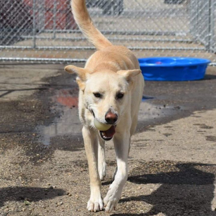 Eva, an adoptable Retriever, Husky in Edmonton, AB, T5B 2B7 | Photo Image 2