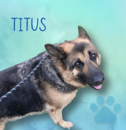 Titus, an adoptable German Shepherd Dog in Cumberland, MD_image-1