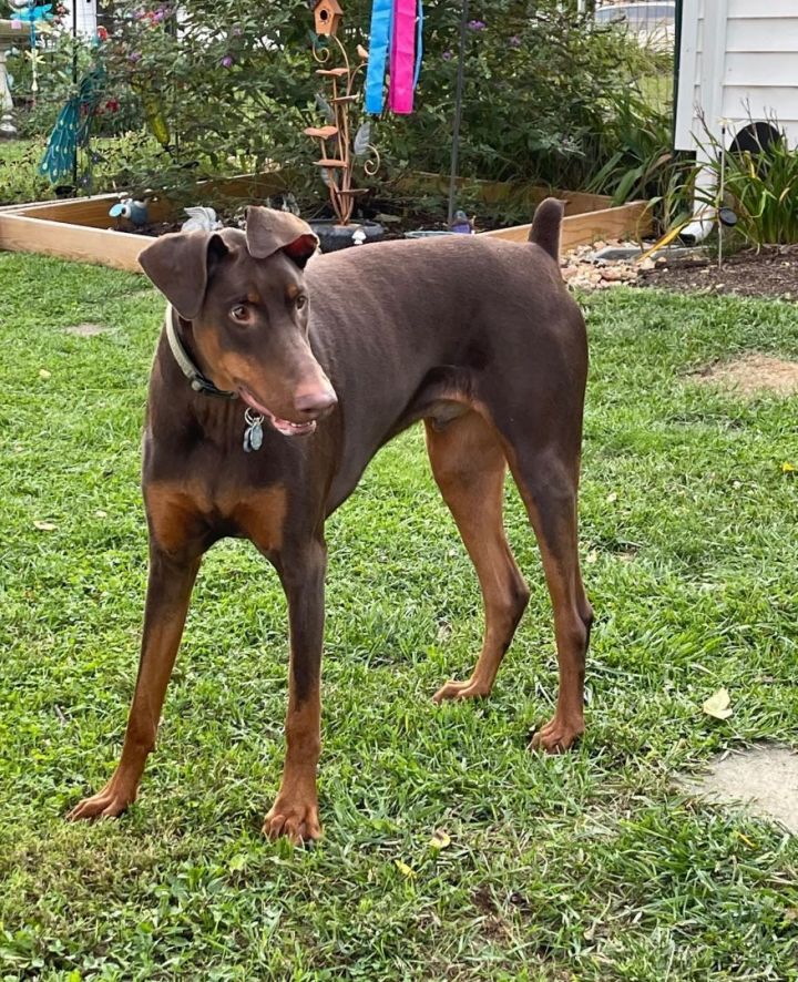 how much male doberman weight