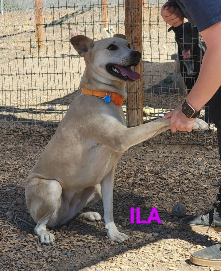 Ila, an adoptable Labrador Retriever & German Shepherd Dog Mix in Madras, OR_image-3