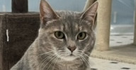 Honey, an adoptable Domestic Short Hair in Newnan, GA, 30263 | Photo Image 1