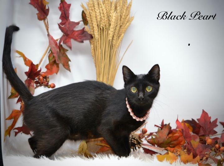 Black Pearl, an adopted Domestic Short Hair in Sevierville, TN_image-1