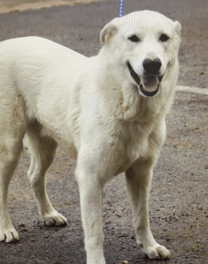 Alfredo, an adopted Great Pyrenees & German Shepherd Dog Mix in Clear Lake, IA_image-1