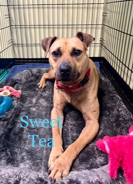 Sweet Tea, an adoptable Pit Bull Terrier Mix in Bridgewater, NJ_image-1