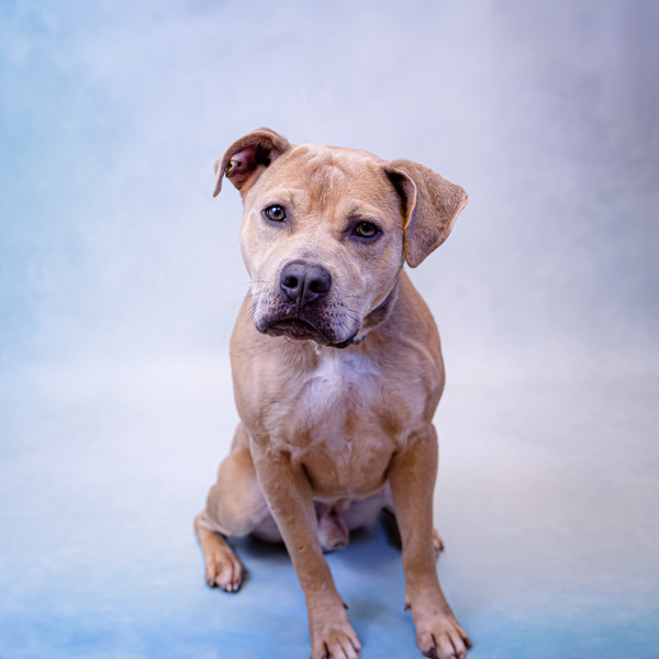 Dog for adoption - Pen 121c Blaze, a Pit Bull Terrier Mix in Lawrenceville,  GA | Petfinder