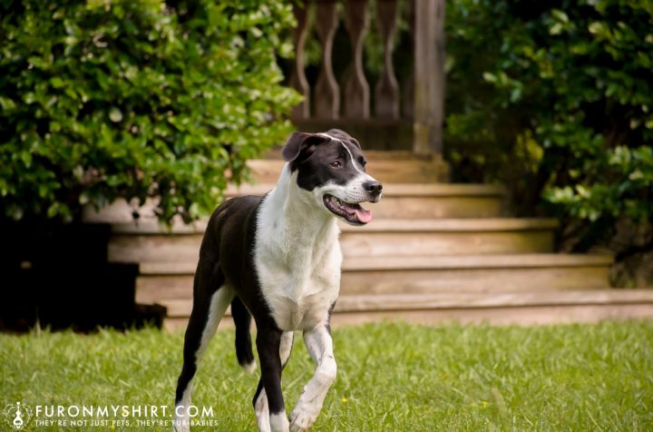 Duke, an adoptable German Shorthaired Pointer & Black Labrador Retriever Mix in Jackson, MS_image-3