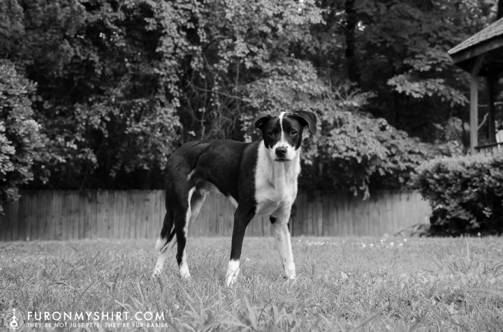 Duke, an adoptable German Shorthaired Pointer & Black Labrador Retriever Mix in Jackson, MS_image-4