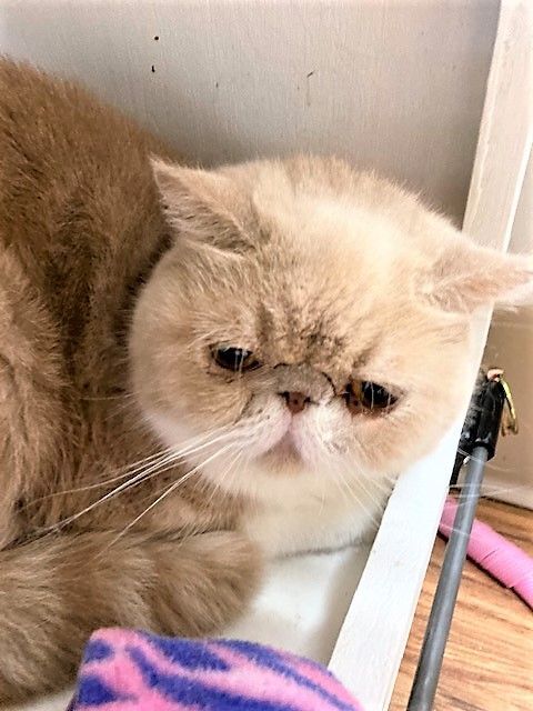 Gravy, an adopted Exotic Shorthair in Medina, OH_image-1