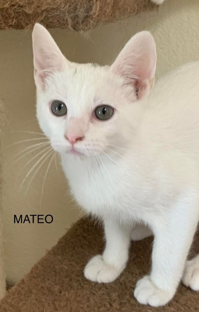 Mateo, an adoptable Domestic Medium Hair in Rushville, IL_image-1