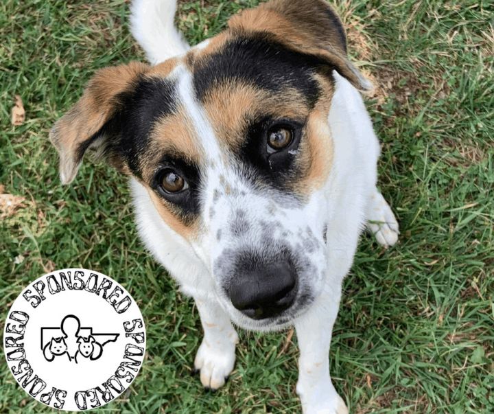 Ahyoka , an adopted Cattle Dog & Great Pyrenees Mix in Rushville, IL_image-1