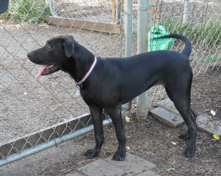 Betty, an adoptable Labrador Retriever & Mountain Cur Mix in Bloomingdale, NJ_image-4