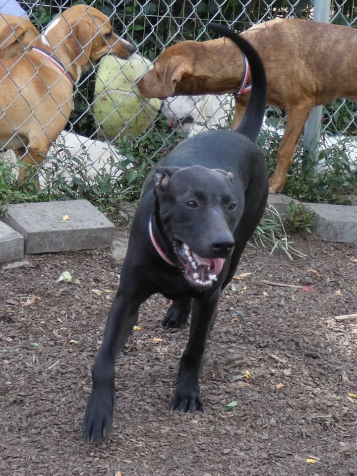 Cash (black), an adoptable Labrador Retriever & Mountain Cur Mix in Bloomingdale, NJ_image-2