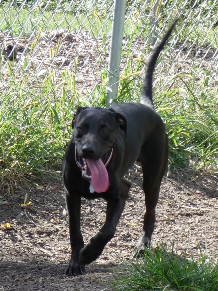 Cash (black), an adopted Labrador Retriever & Mountain Cur Mix in Bloomingdale, NJ_image-3