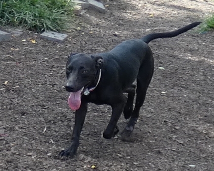 Cash, an adoptable Labrador Retriever & Mountain Cur Mix in Bloomingdale, NJ_image-5