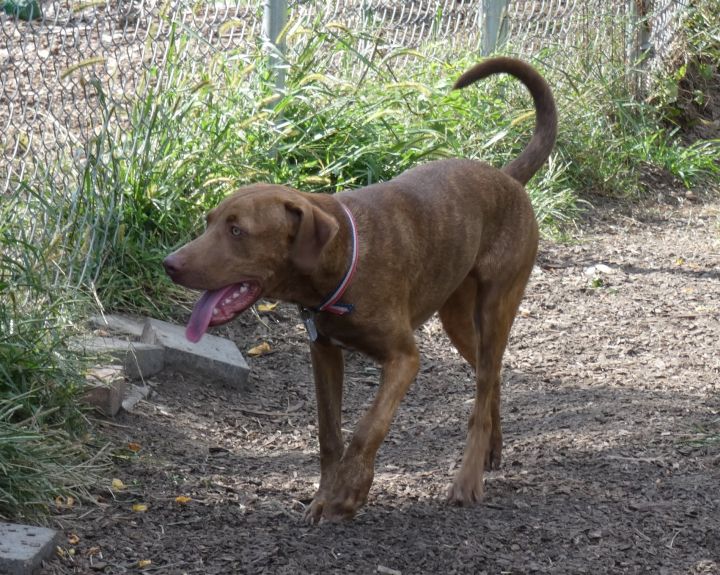 Ginger, an adoptable Labrador Retriever & Mountain Cur Mix in Bloomingdale, NJ_image-5
