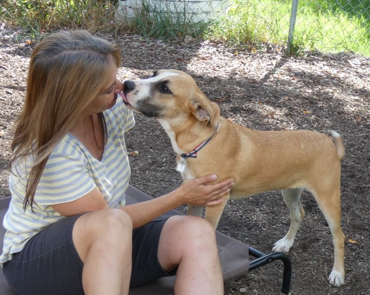 Jess, an adoptable Boxer & Labrador Retriever Mix in Bloomingdale, NJ_image-4