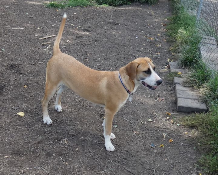 Jess, an adoptable Boxer & Labrador Retriever Mix in Bloomingdale, NJ_image-6