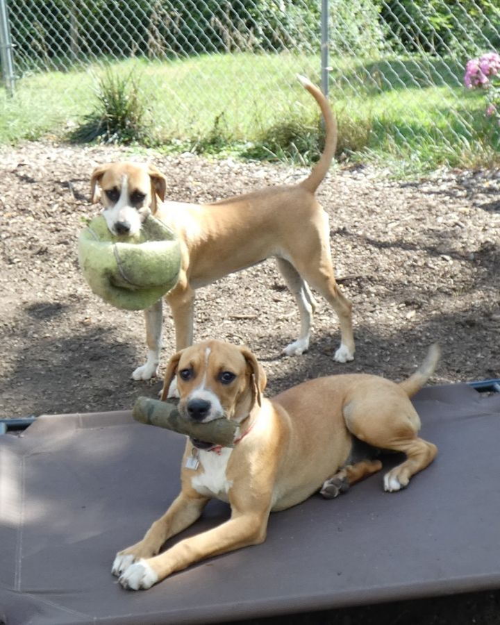 Tess and Jess, an adoptable Boxer & Labrador Retriever Mix in Bloomingdale, NJ_image-1
