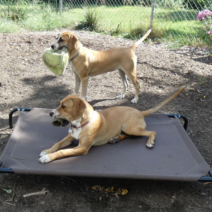 Tess and Jess, an adoptable Boxer & Labrador Retriever Mix in Bloomingdale, NJ_image-2