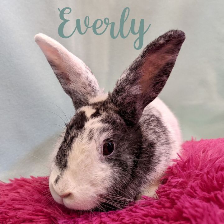 Everly, an adoptable Harlequin Mix in Erie, PA_image-1