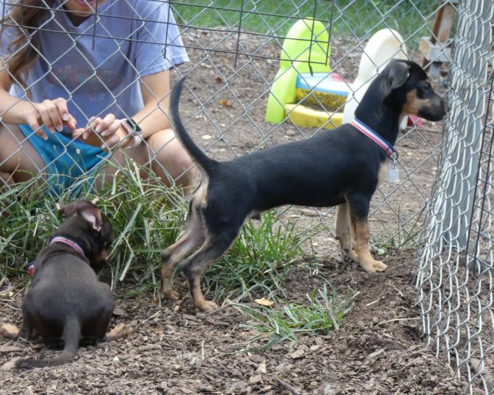 Jack Black, an adoptable Miniature Pinscher & Rat Terrier Mix in Bloomingdale, NJ_image-5