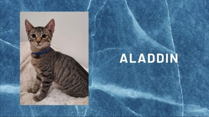 aladdin for pet cat