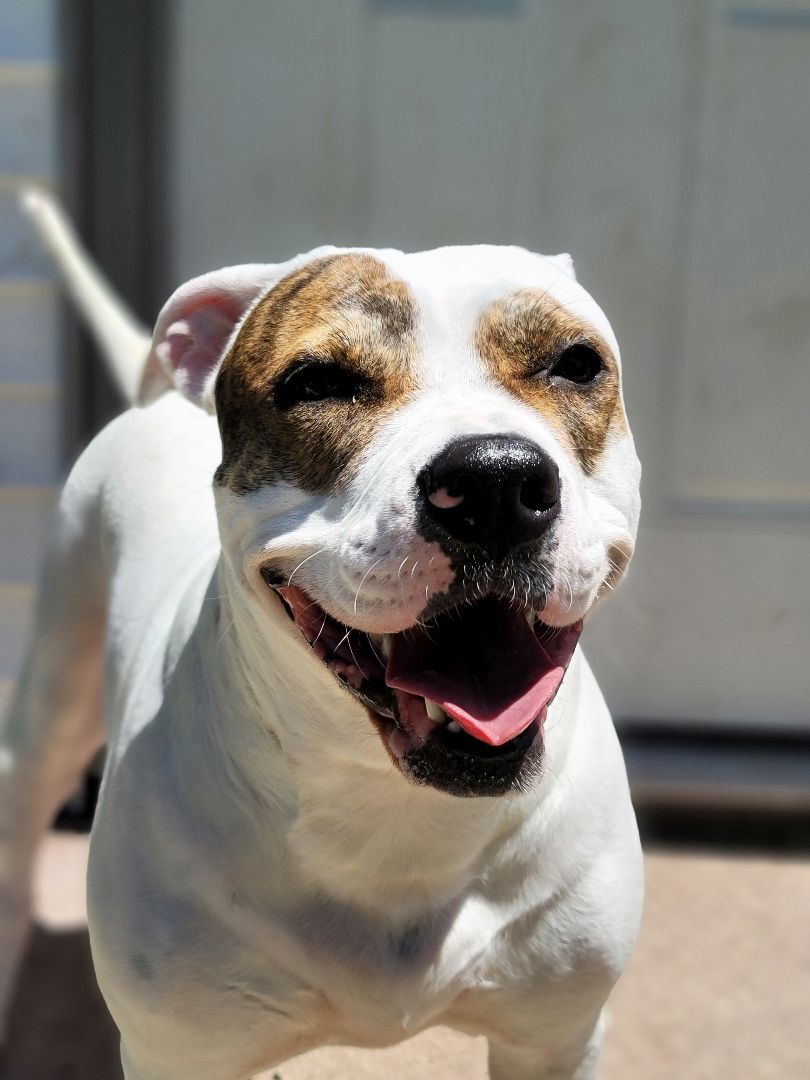 Blossom, an adoptable Terrier in Lagrange, OH, 44050 | Photo Image 1