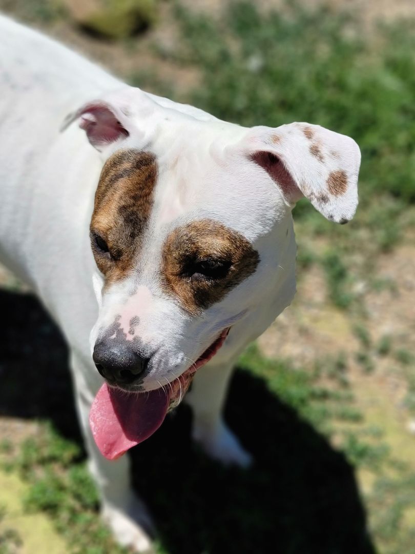 Blossom, an adoptable Terrier in Lagrange, OH, 44050 | Photo Image 2