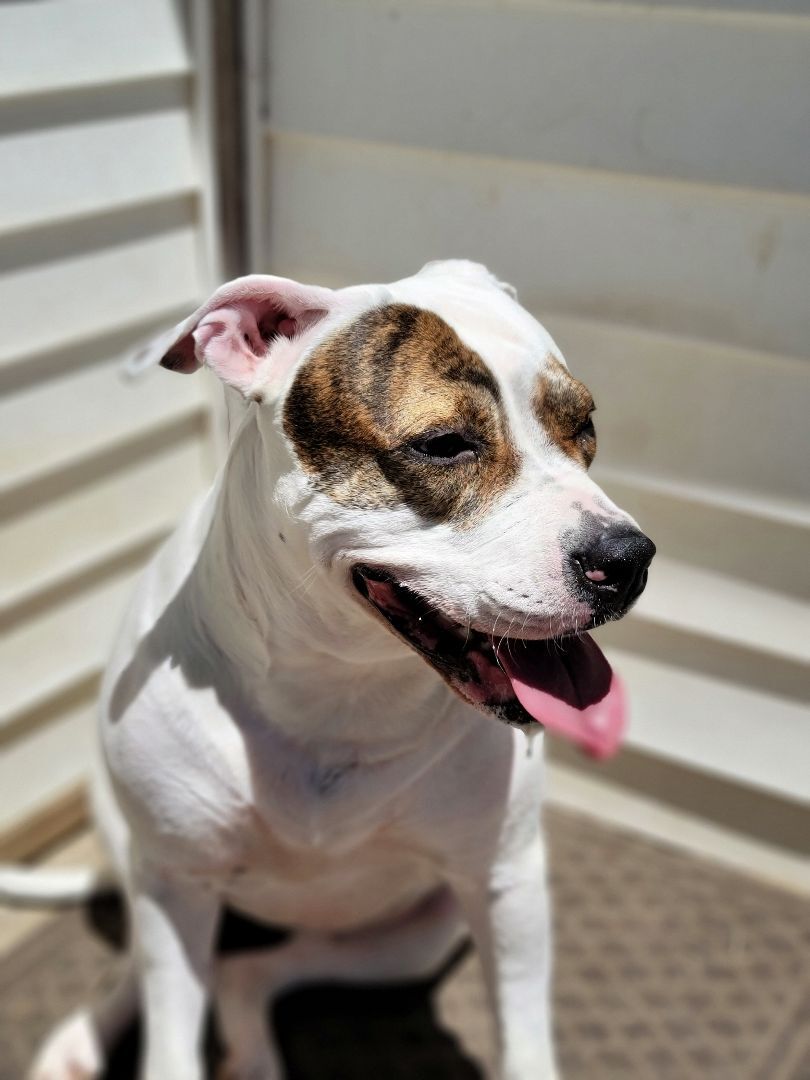 Blossom, an adoptable Terrier in Lagrange, OH, 44050 | Photo Image 3