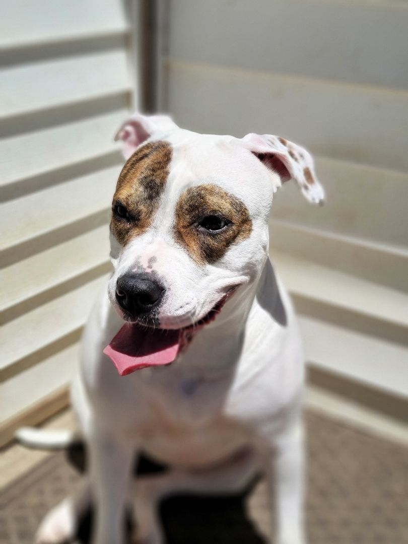 Blossom, an adoptable Terrier in Lagrange, OH, 44050 | Photo Image 4