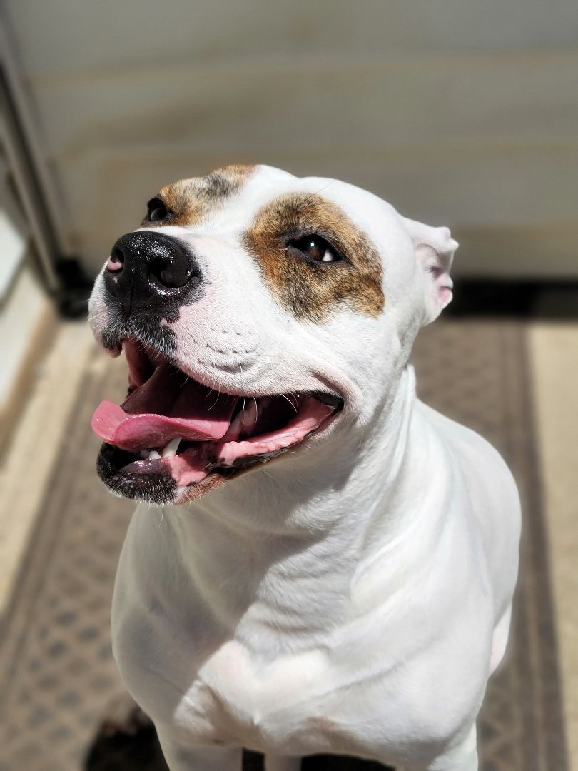 Blossom, an adoptable Terrier in Lagrange, OH, 44050 | Photo Image 5