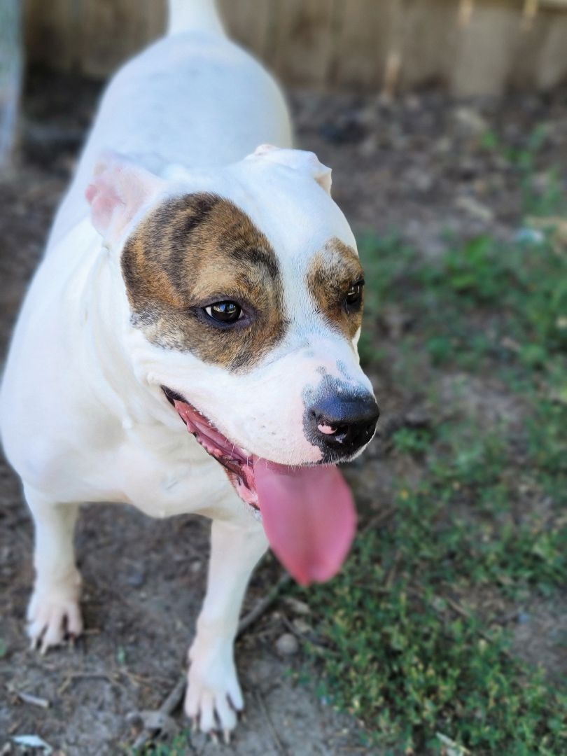 Blossom, an adoptable Terrier in Lagrange, OH, 44050 | Photo Image 6