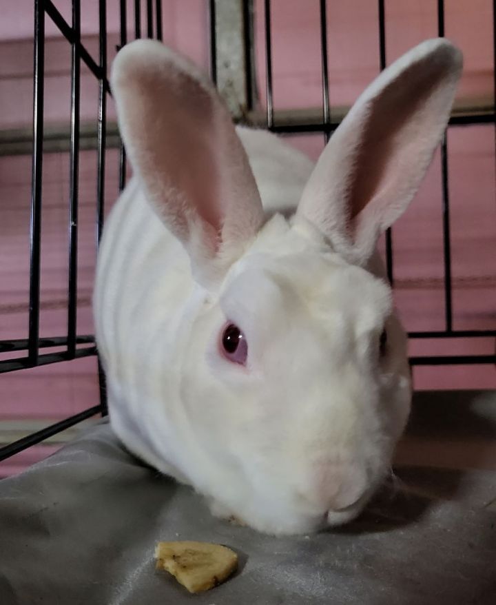 Webster, an adoptable Mini Rex in Wilkes-Barre, PA_image-1