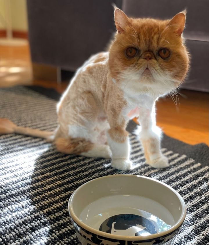 Versace, an adoptable Exotic Shorthair in Beverly Hills, CA_image-3
