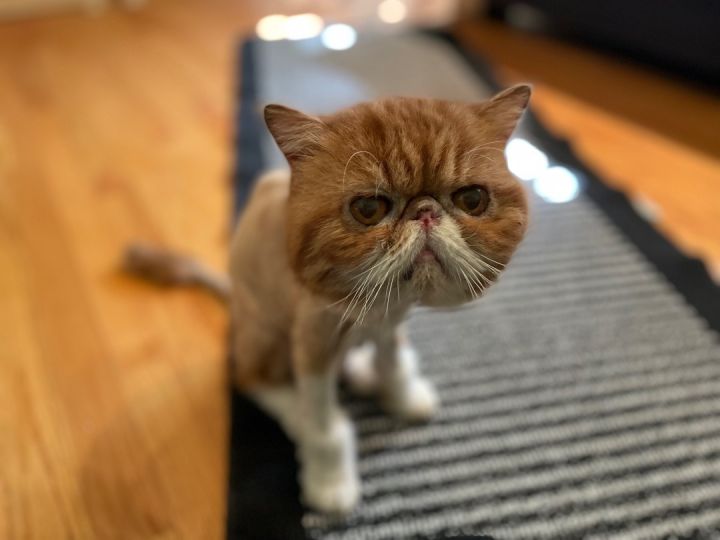 Fendi, an adoptable Exotic Shorthair in Beverly Hills, CA_image-2