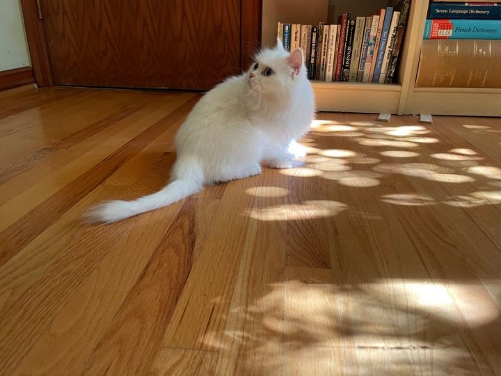 Halo (bonded with Heavenly), an adoptable Persian in Beverly Hills, CA_image-1