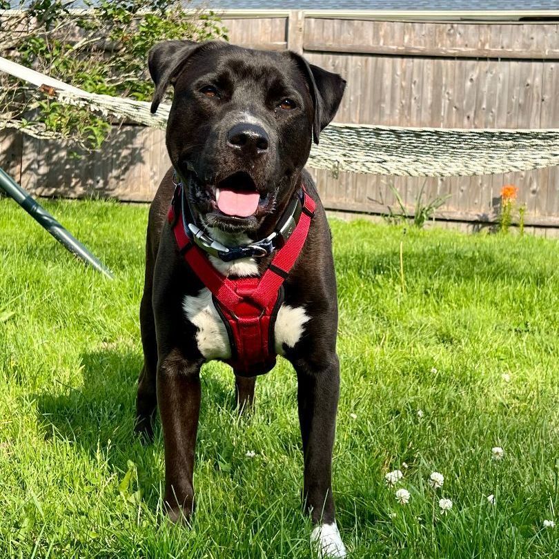 Buckie is in Maine!, an adoptable Mixed Breed in Portland, ME, 04102 | Photo Image 4