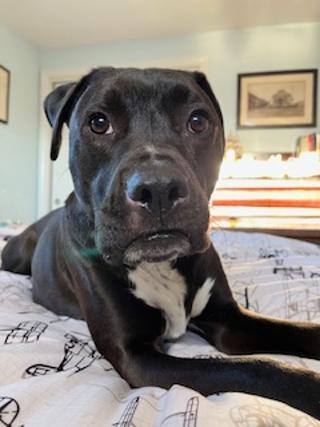 Buckie is in Maine!, an adoptable Mixed Breed in Portland, ME, 04102 | Photo Image 5