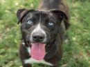 JARVIS's profile on Petfinder.com