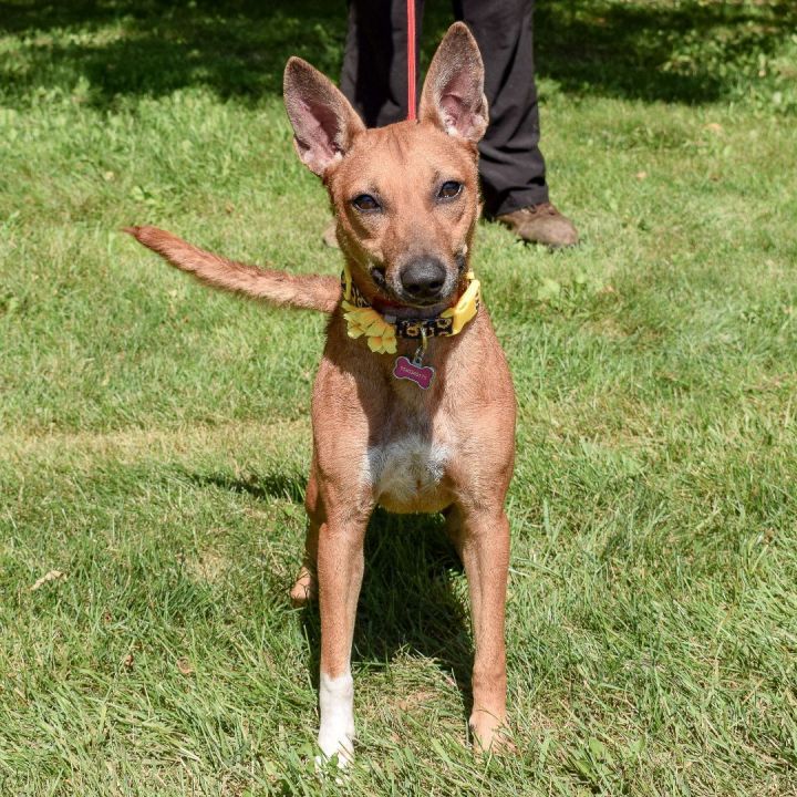 Dog for adoption - Olivia, a Pharaoh Hound & German Shepherd Dog Mix in ...