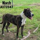 NASH's profile on Petfinder.com