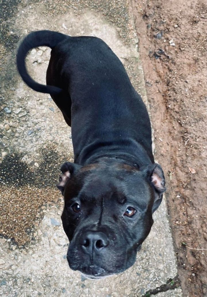 Pumba, an adoptable Pit Bull Terrier in Murphy, NC_image-1