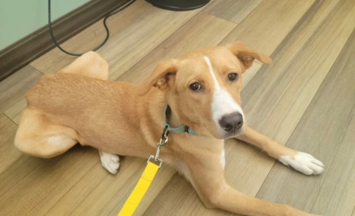 Mary Kate, an adoptable Yellow Labrador Retriever & Collie Mix in Oswego, IL_image-4