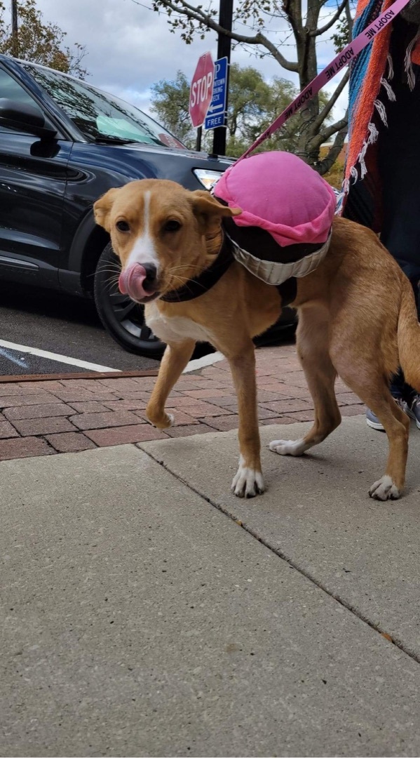 Mary Kate, an adoptable Yellow Labrador Retriever & Collie Mix in Oswego, IL_image-6