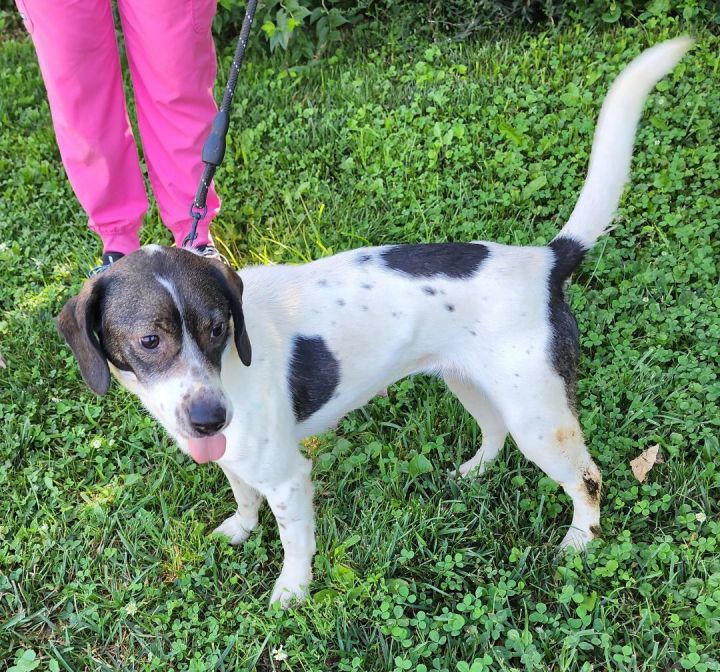 Dog for adoption Leslie, a Beagle in Cincinnati, OH Petfinder