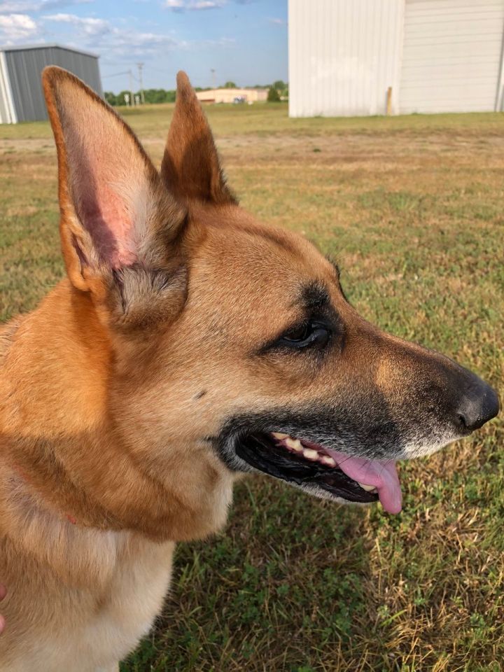 Carmy, an adoptable German Shepherd Dog Mix in Springfield, MO_image-2