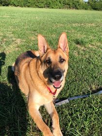 Carmy, an adoptable German Shepherd Dog Mix in Springfield, MO_image-1