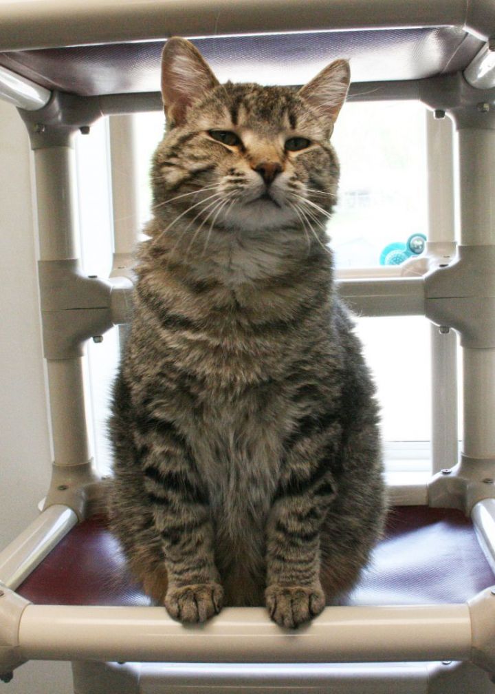 Cat for adoption - Louis Vuitton, a Tabby in Geneseo, IL