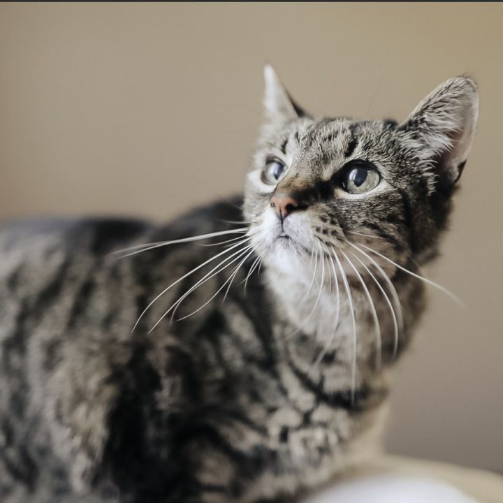 Aponi, an adoptable Domestic Short Hair Mix in Springfield, MO_image-2